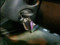 preview Volkswagen Caddy #0